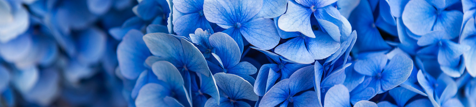 Close up of hydrangeas.